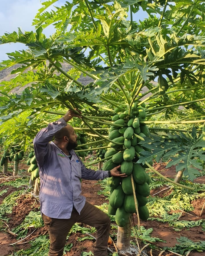 Hombre junto a cosecha de papayas