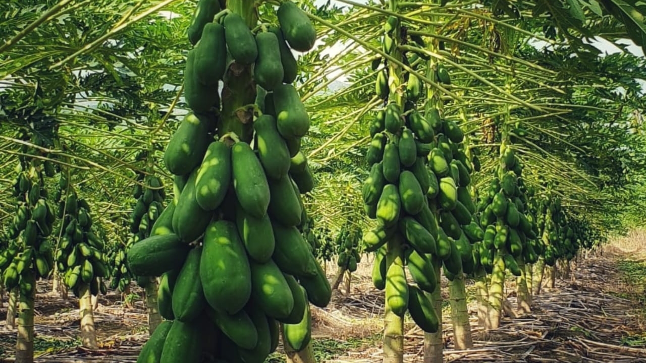 cultivos de papayas'